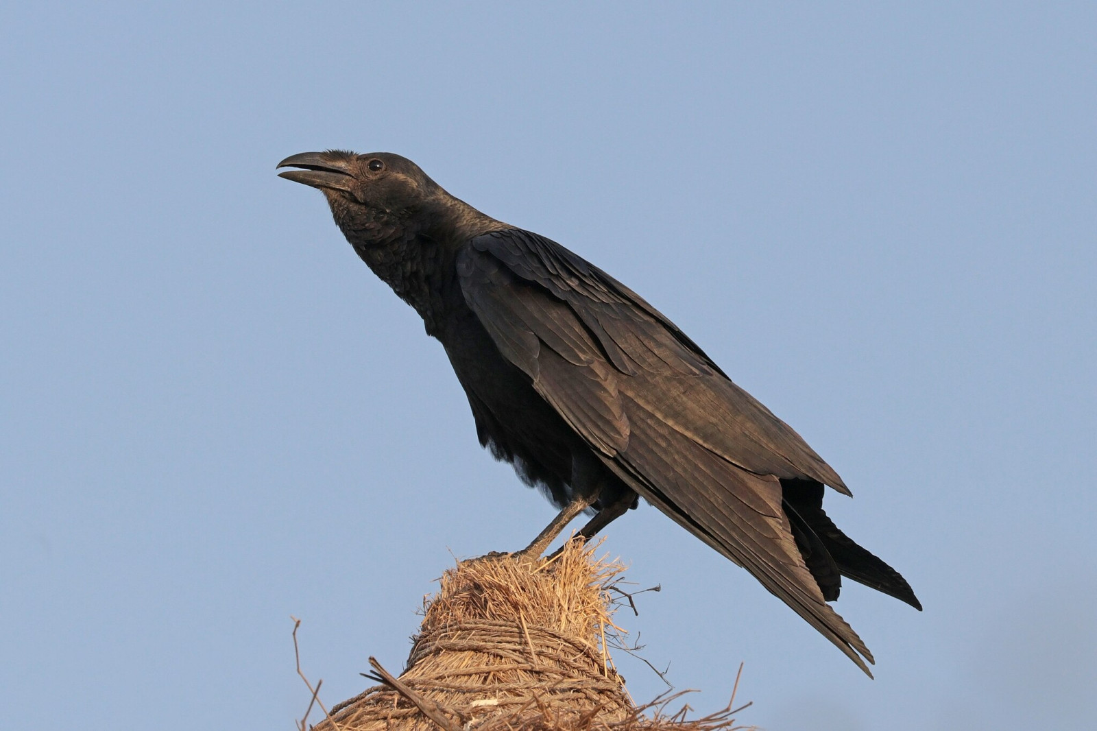 image Fan-tailed Raven